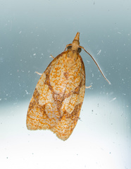 Cenopis reticulatana