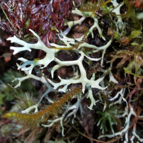 Hypogymnia inactiva