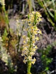 Struthiola confusa