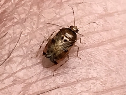 Trumpoji Žolblakė nuotrauka