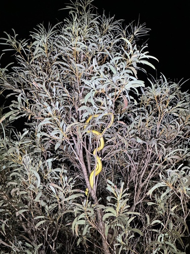 Common Tree Snake sighting