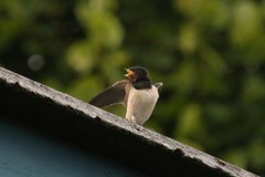 Hirundo rustica