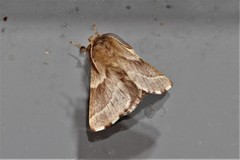 Malacosoma californica