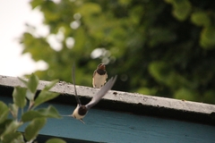 Hirundo rustica