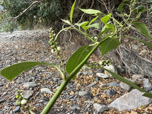 Deeringia polysperma iNat (3)
