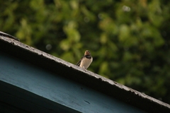 Hirundo rustica