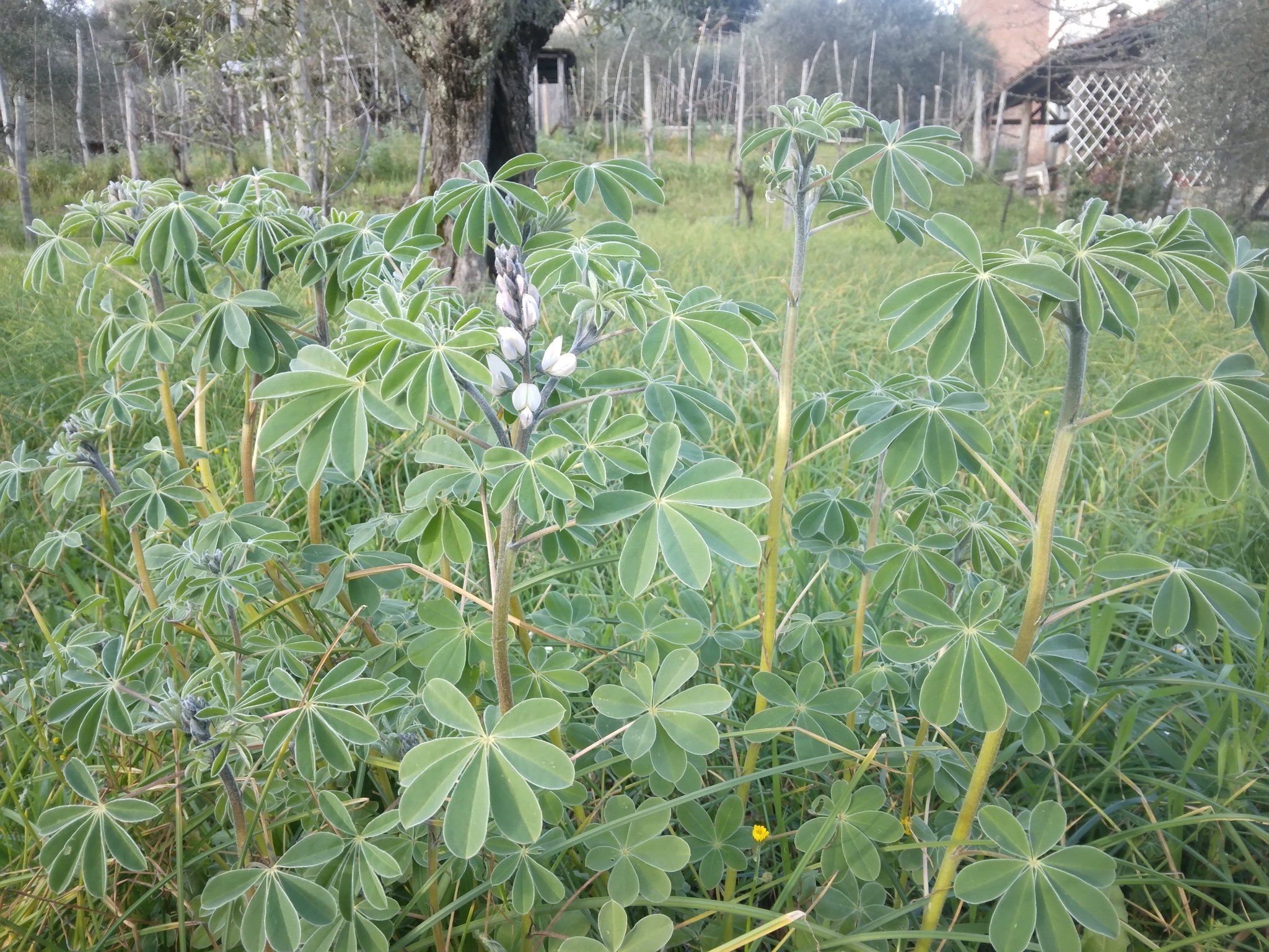 Imagem de Tremoceiro-branco
