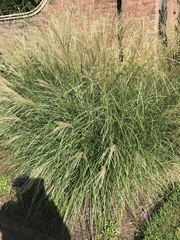 Leucanthemum × superbum