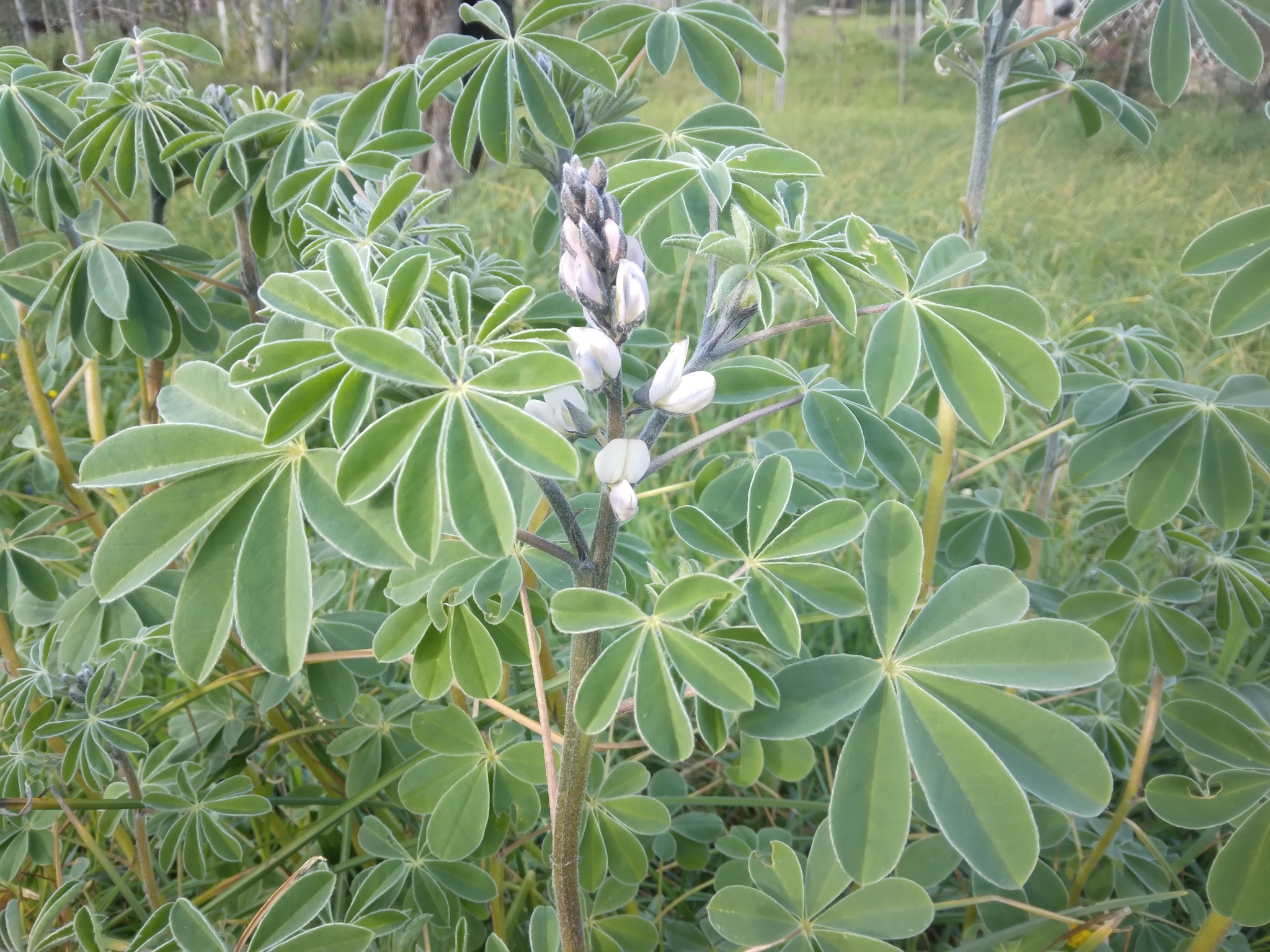 Imagem de Tremoceiro-branco