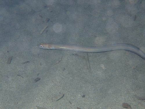 Ariosoma balearicum