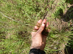 Aristida lanosa