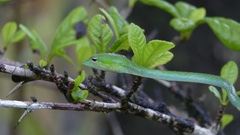 Ahaetulla