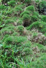 Zoysia matrella