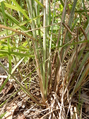 Aristida lanosa