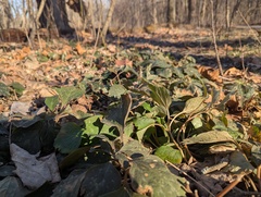 Pachysandra procumbens