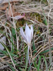 Crocus variegatus, photograph (c) Ljaž, some rights reserved (CC BY)