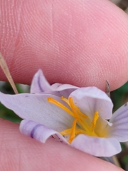Crocus variegatus, photograph (c) Ljaž, some rights reserved (CC BY)