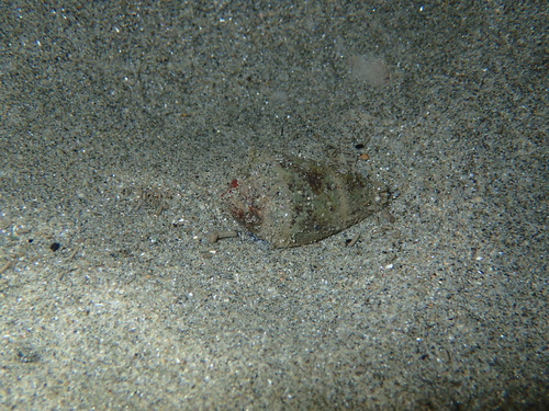 Conus ventricosus