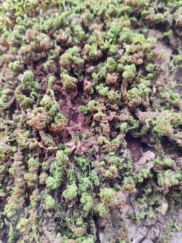Image of Prince-Of-Wales Feather-Moss (Leptodon smithii) by (c) Ljaž, some rights reserved (CC BY)