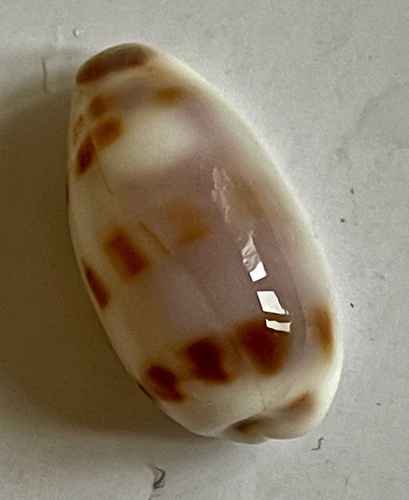 Cypraea interrupta observed 2025-03-21