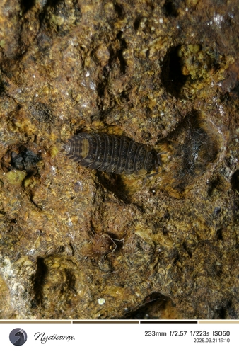 Lucasioides isseli