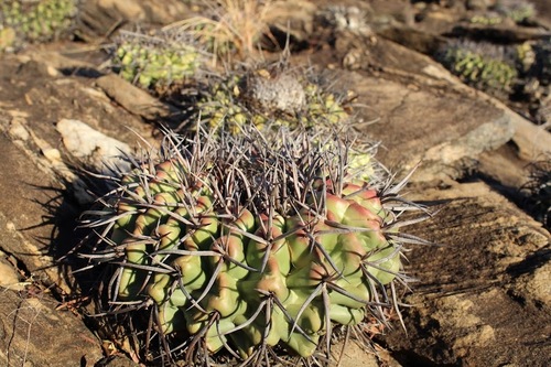 Discocactus diersianus diersianus
