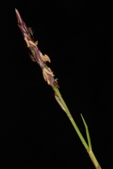 Zoysia matrella