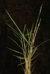Zoysia matrella