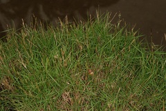Zoysia matrella