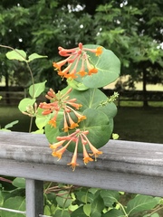 Lonicera ciliosa