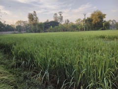 Oryza sativa