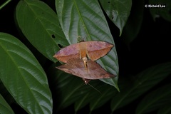 Hypopyra pudens