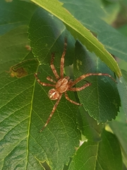 Araneus diadematus
