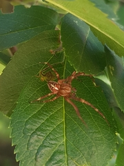 Araneus diadematus