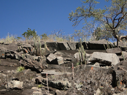 Pilosocereus vilaboensis rizzoanus