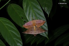 Hypopyra pudens