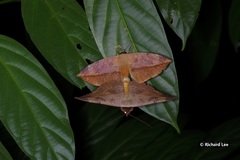 Hypopyra pudens