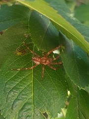 Araneus diadematus