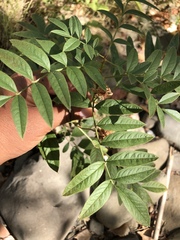 Glycyrrhiza lepidota