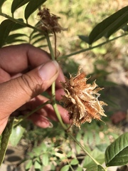 Glycyrrhiza lepidota