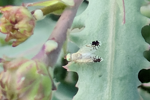 Trupanea amoena