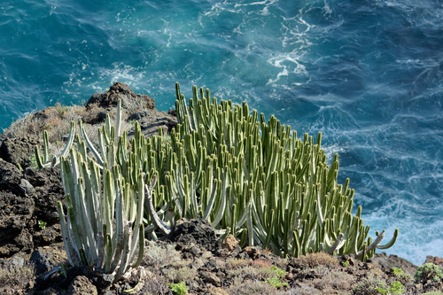 Euphorbia canariensis