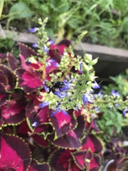 Melissodes bimaculatus