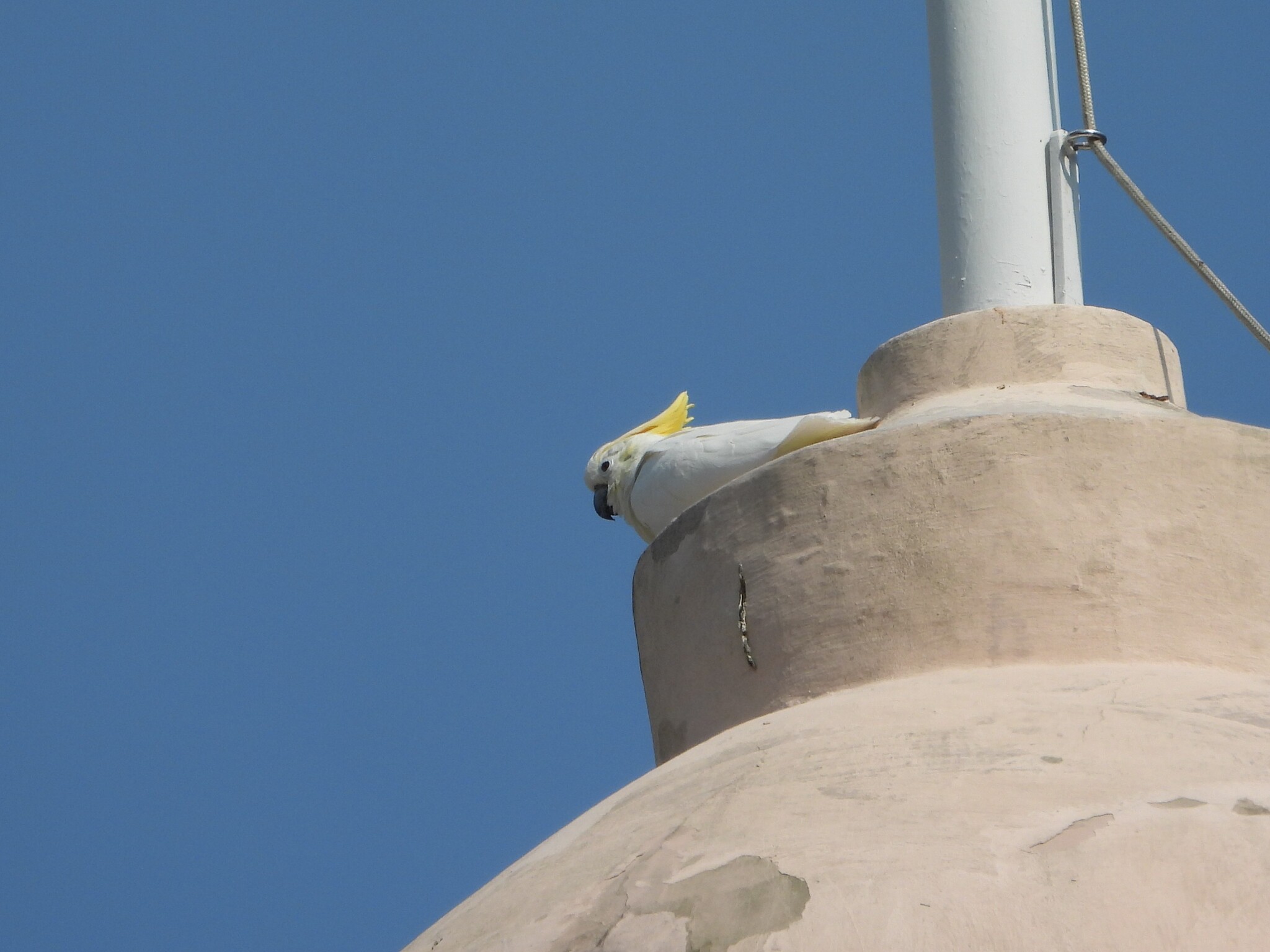 Yellow-crested Cockatoo