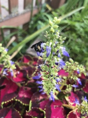 Melissodes bimaculatus