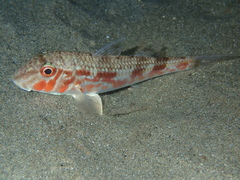Mullus barbatus
