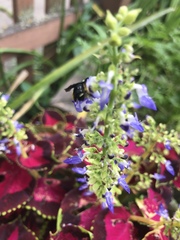 Melissodes bimaculatus