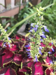 Melissodes bimaculatus