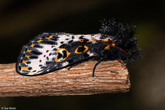 Xanthopastis timais