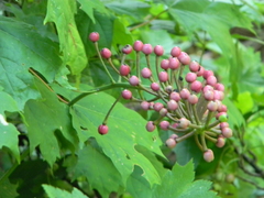 Actaea × ludovicii